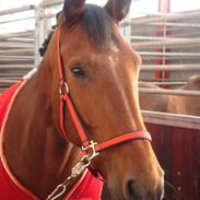 Pinto Lyvang's Fair Play