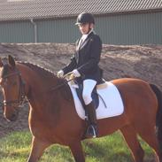 Pinto Lyvang's Fair Play