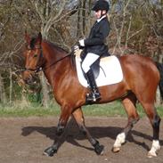 Pinto Lyvang's Fair Play