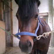 Dartmoor Ragna (himmelhest)