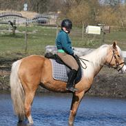 Palomino Grønvangs Golden Miss Gucci
