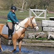 Palomino Grønvangs Golden Miss Gucci