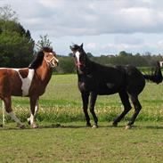 Anden særlig race Cheval First Chance