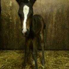 Oldenborg Daisy Pibeholm