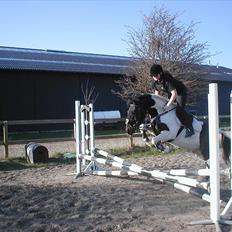 Anden særlig race Hermann