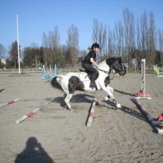 Anden særlig race Hermann