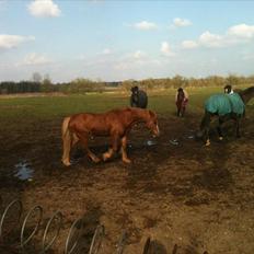 Welsh Pony af Cob-type (sec C) calle