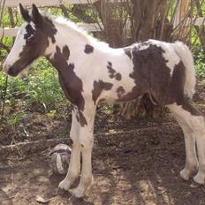 Irish Cob Crossbreed S.C. Palomita Mi Amore <3.