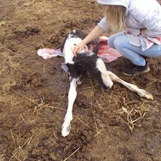 Irish Cob Crossbreed S.C. Palomita Mi Amore <3.