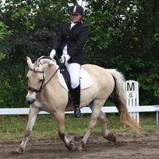 Fjordhest Aija Romeo