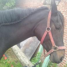 Anden særlig race Annabell