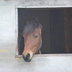 New Forest Flintegårdens Modesty<3 *soglt*