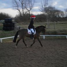 New Forest Flintegårdens Modesty<3 *soglt*