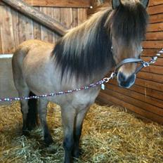 Islænder sleipnir fra Kastanjely (R.I.P)