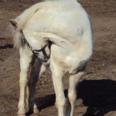 Anden særlig race Hannibal 