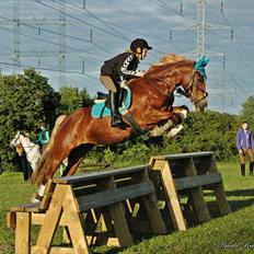 Welsh Cob (sec D) Dyrfal Rosebuds Last