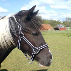 Anden særlig race Frida fra Toftgård (solgt)
