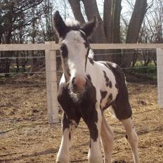Irish Cob Crossbreed S.C. Palomita Mi Amore <3.