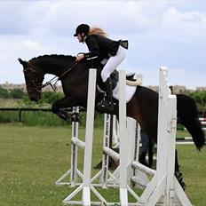 Dansk Varmblod Egges Vendetta