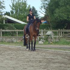 New Forest Amagergaardens Zorro