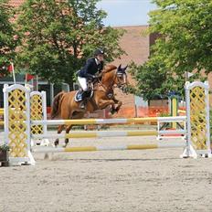 Svensk Sportspony  Funnys Fantasia