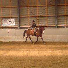 Dansk Varmblod Celina