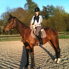 Anden særlig race Bruno Hartvig