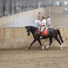 Dansk Varmblod Martinique