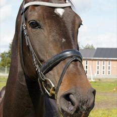 Dansk Varmblod Lerini A **RDS**