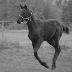 Trakehner Im Precious