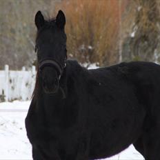 Trakehner Im Precious