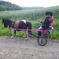Anden særlig race Cowi
