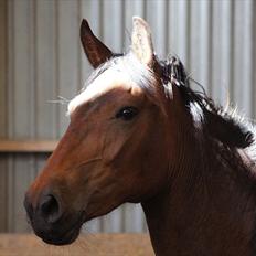 Anden særlig race Nowy rok