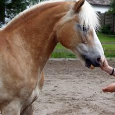 Haflinger bastian [tidl. part] :'(