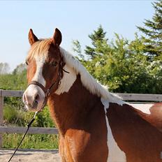 Pinto Royal Rocky<3