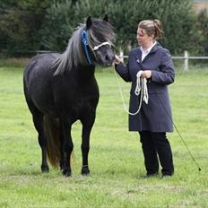 Highland Pony Aileen of Hesselholm