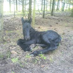 Highland Pony Aileen of Hesselholm