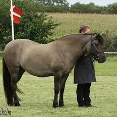 Highland Pony Liùsaidh of Hesselholm (kaldet Lulle)