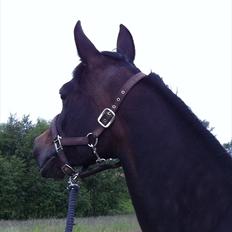 Arabisk fuldblod (OX) Fanzana (Iris)