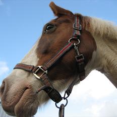 Anden særlig race Akito