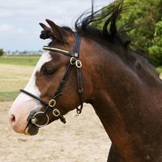 Welsh Pony (sec B) Korreborgs Bobbi *solgt*