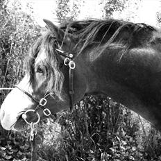Welsh Pony (sec B) Korreborgs Bobbi *solgt*