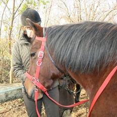 Anden særlig race Luna. Tidl hest solgt