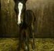 Oldenborg Daisy Pibeholm