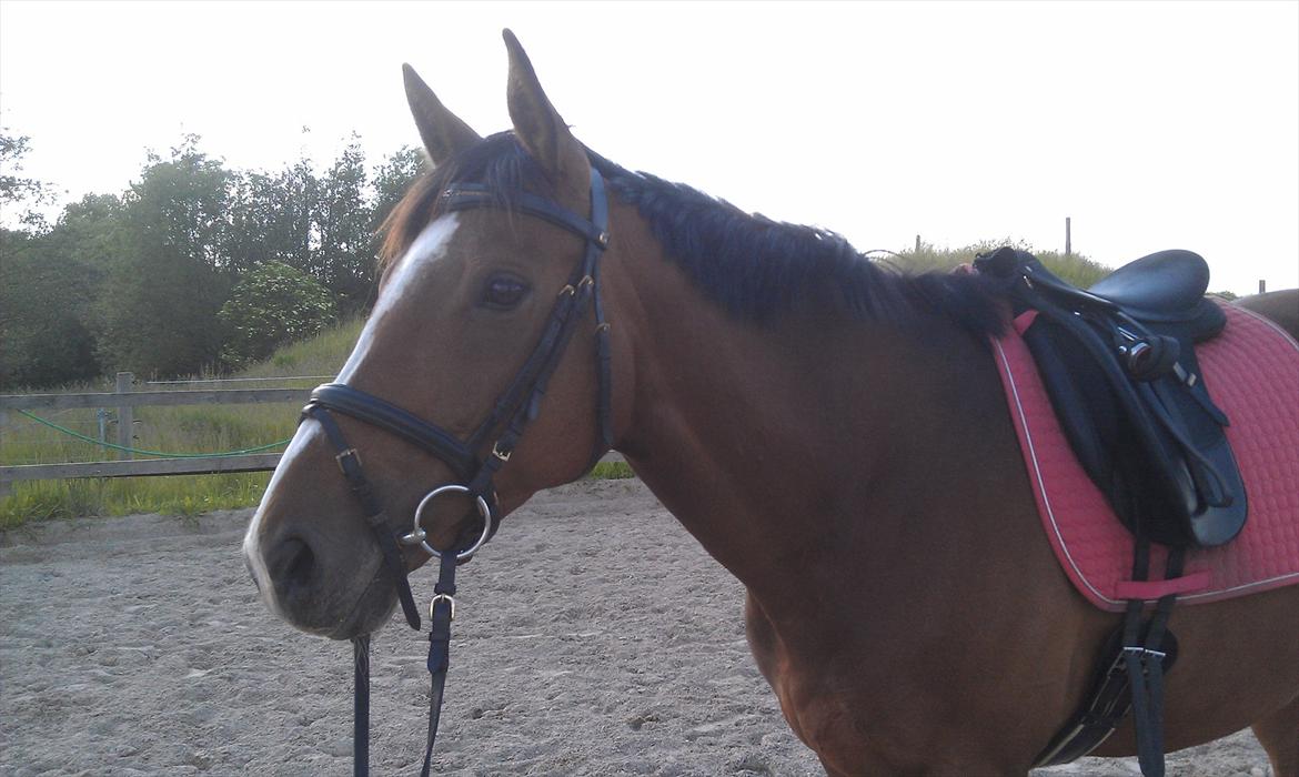 Fuldblod (XX) Rock The Socks - På ridebanen efter vi har skridtet tur! *JUNI 2012 **Foto: mig* billede 11