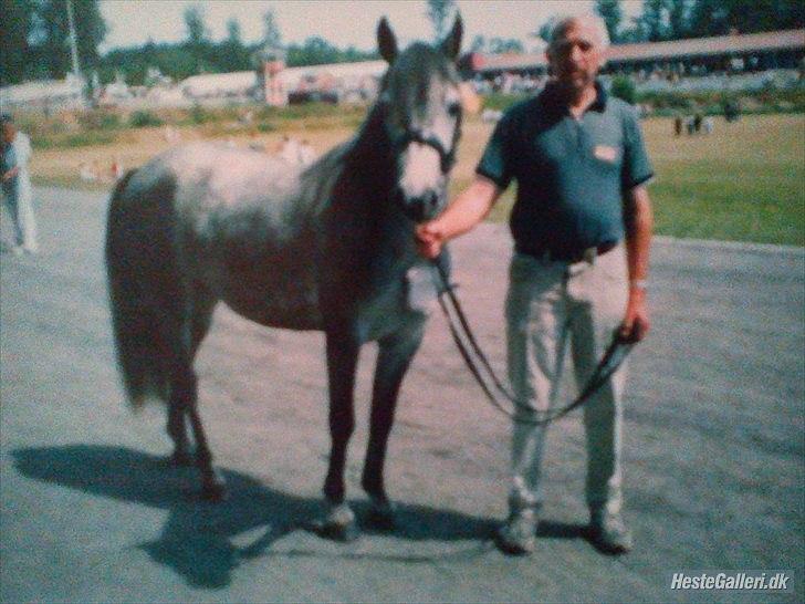 Connemara Hesteklewa Day Dream (day) - "Styr hesten i den retning, den bevæger sig"
foto: gammelt billede men tror det er min mor der har taget det

-day til kåring på det bornholmske dyreskue, her er hun blot 3 år gammel. billede 10