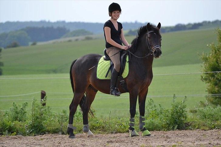 DSP DiNozzo IWE. - Dino og jeg. Dressur træning d. 15 Juni 2012.
Mie Skoubo Foto. billede 15