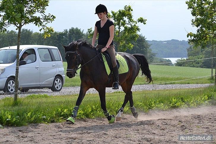 DSP DiNozzo IWE. - Øget trav. Lækker, lækker.
Dressur træning d. 15 Juni 2012. 
Mie Skoubo Foto. billede 16