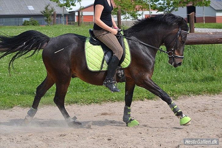 DSP DiNozzo IWE. - Galop. Dressur træning d. 15 Juni 2012. 
Mie Skoubo Foto.  billede 24