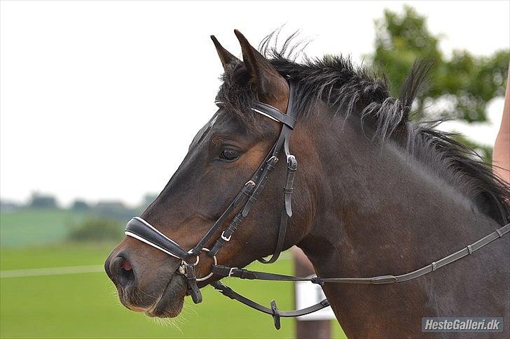 DSP DiNozzo IWE. - Smukke pony, altså. <3
Mie Skoubo Foto. billede 33